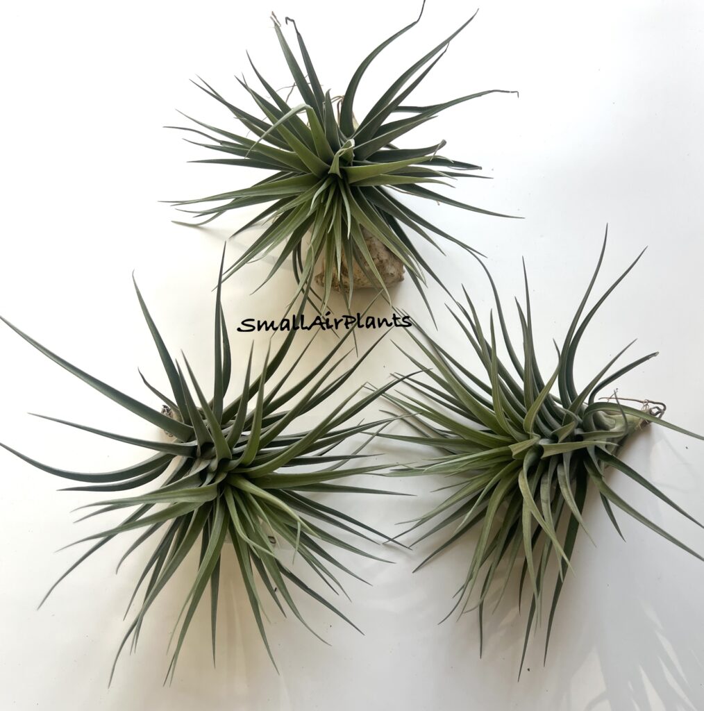 Купить «Dick Rutan (aeranthos x ixioides)» в интернет-магазине Smallairplants