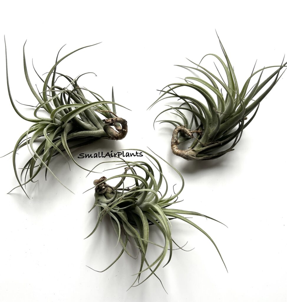 Купить «Ed Doherty (Aeranthos x Leonamiana)» в интернет-магазине Smallairplants