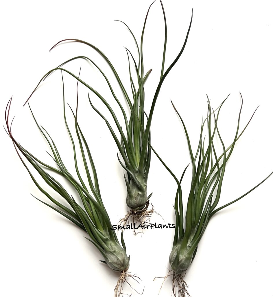 Купить «Eric Knobloch x Bulbosa» в интернет-магазине Smallairplants