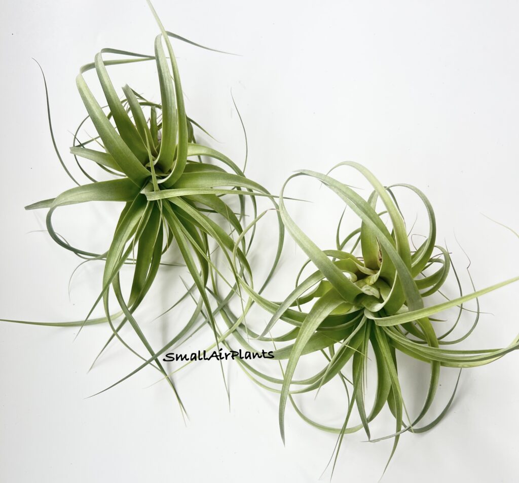 Купить «Firestorm (Ionantha Fuego & Abdita)» в интернет-магазине Smallairplants