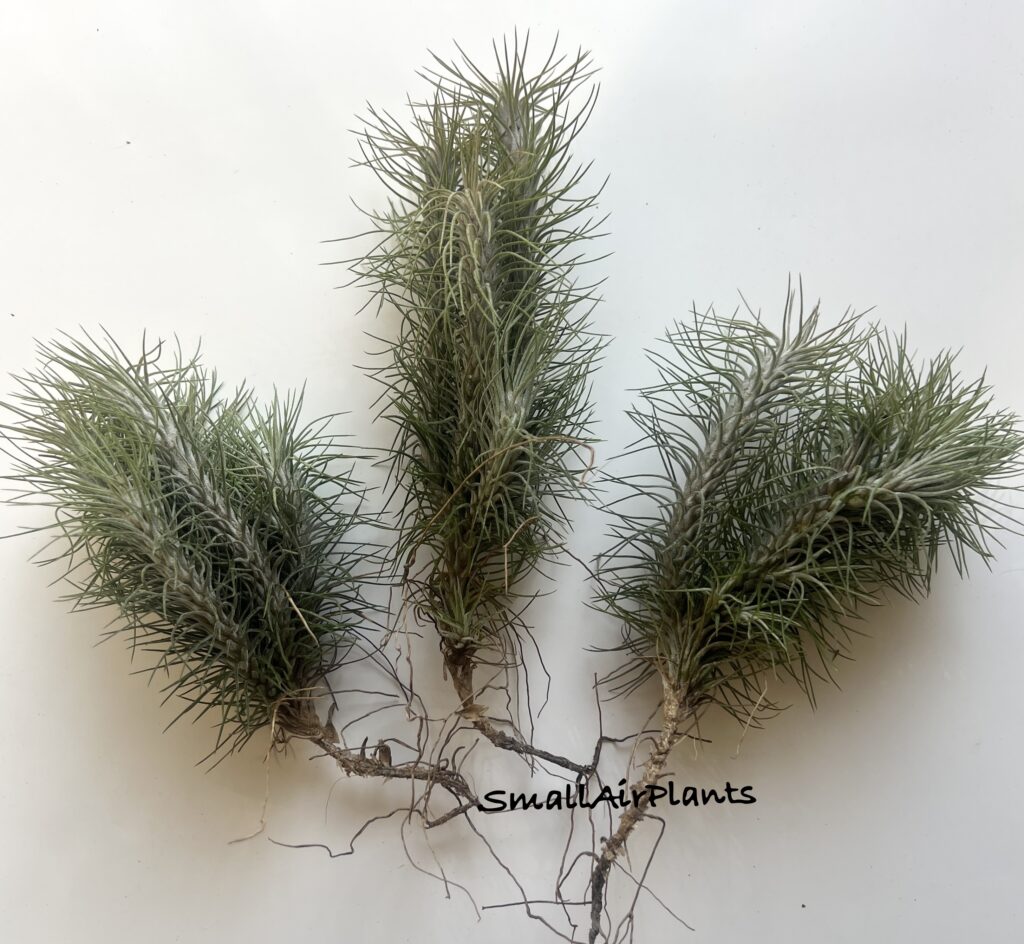Купить «Funckiana Recurvifolia pulk» в интернет-магазине Smallairplants