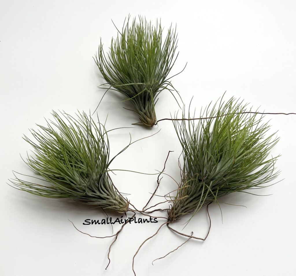 Купить «Funcky One pulk (Funckiana x Andreana)» в интернет-магазине Smallairplants