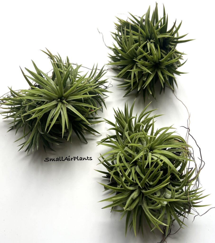 Купить «Ionantha Huamelula Thai pulk» в интернет-магазине Smallairplants