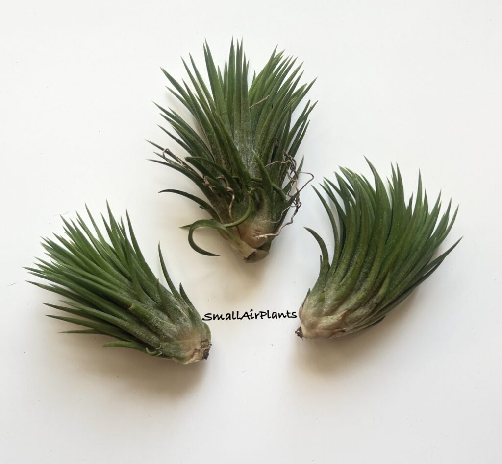 Купить «Ionantha selected form S» в интернет-магазине Smallairplants