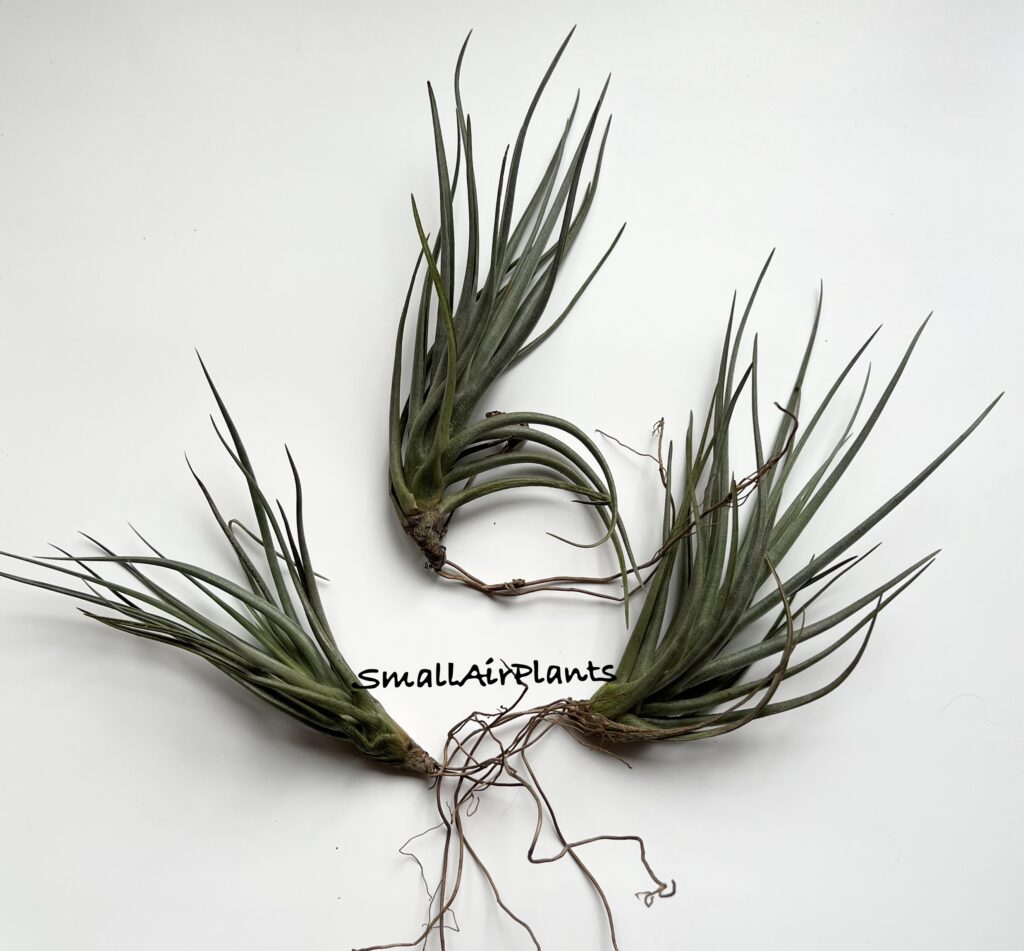 Купить «Mystic Trumpet Enigma (albertiana & xiphioides)» в интернет-магазине Smallairplants