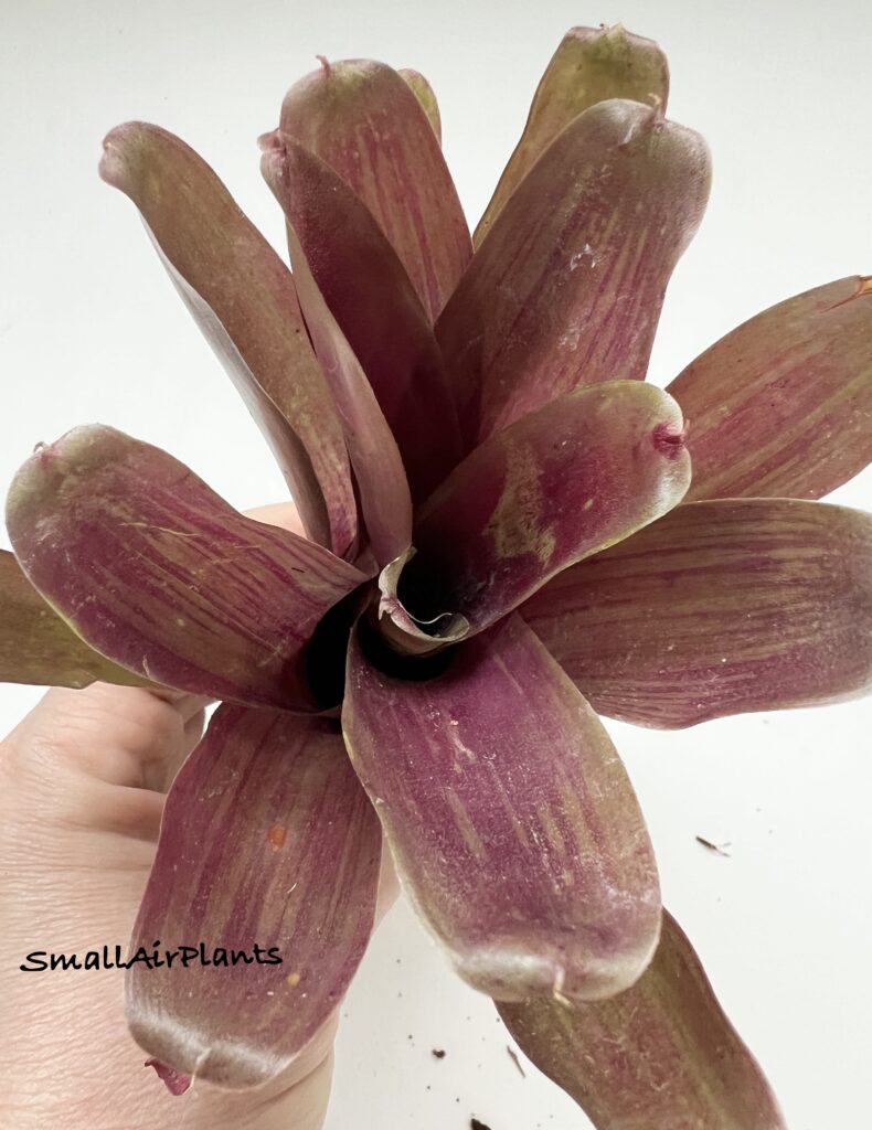 Купить «Neoregelia Red Fireball Straited» в интернет-магазине Smallairplants