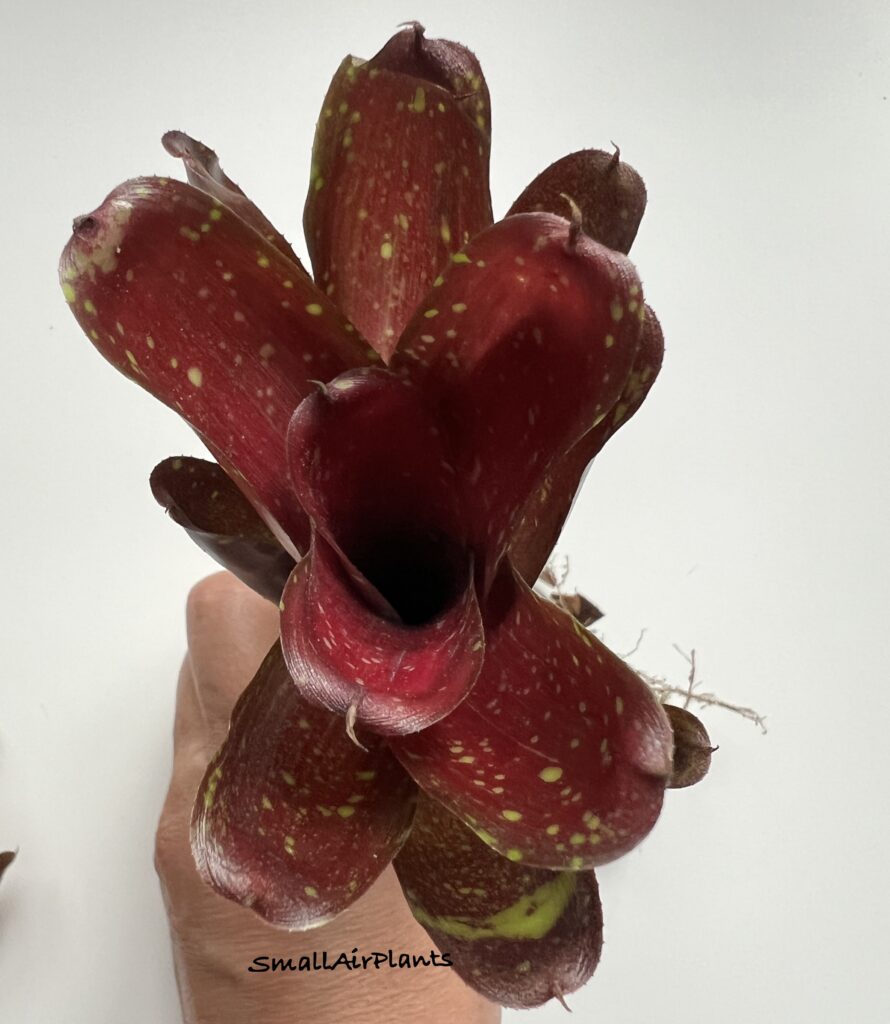 Купить «Neoregelia Ruby Throat» в интернет-магазине Smallairplants