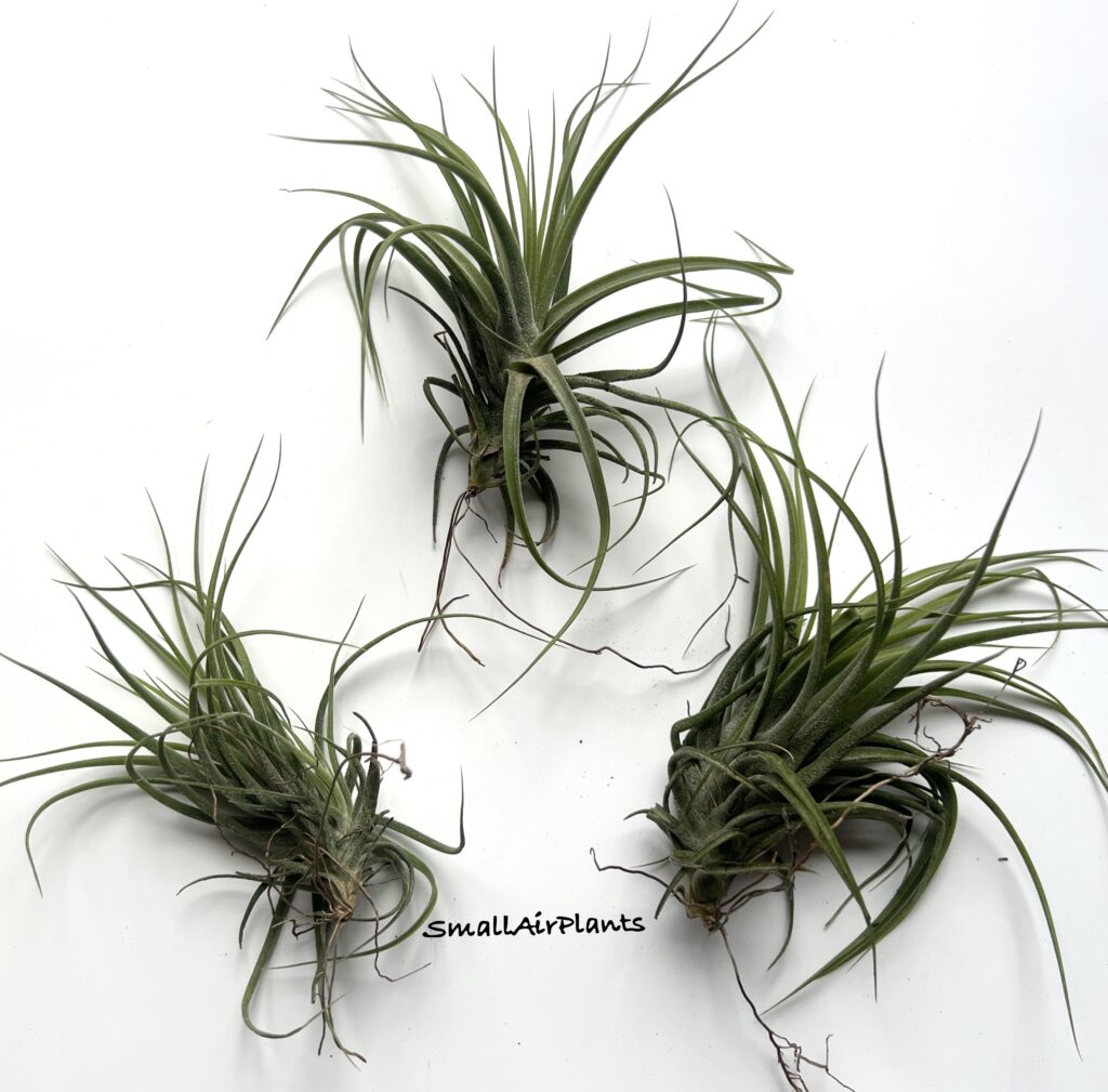 Купить «Schiedeana x Ionantha» в интернет-магазине Smallairplants