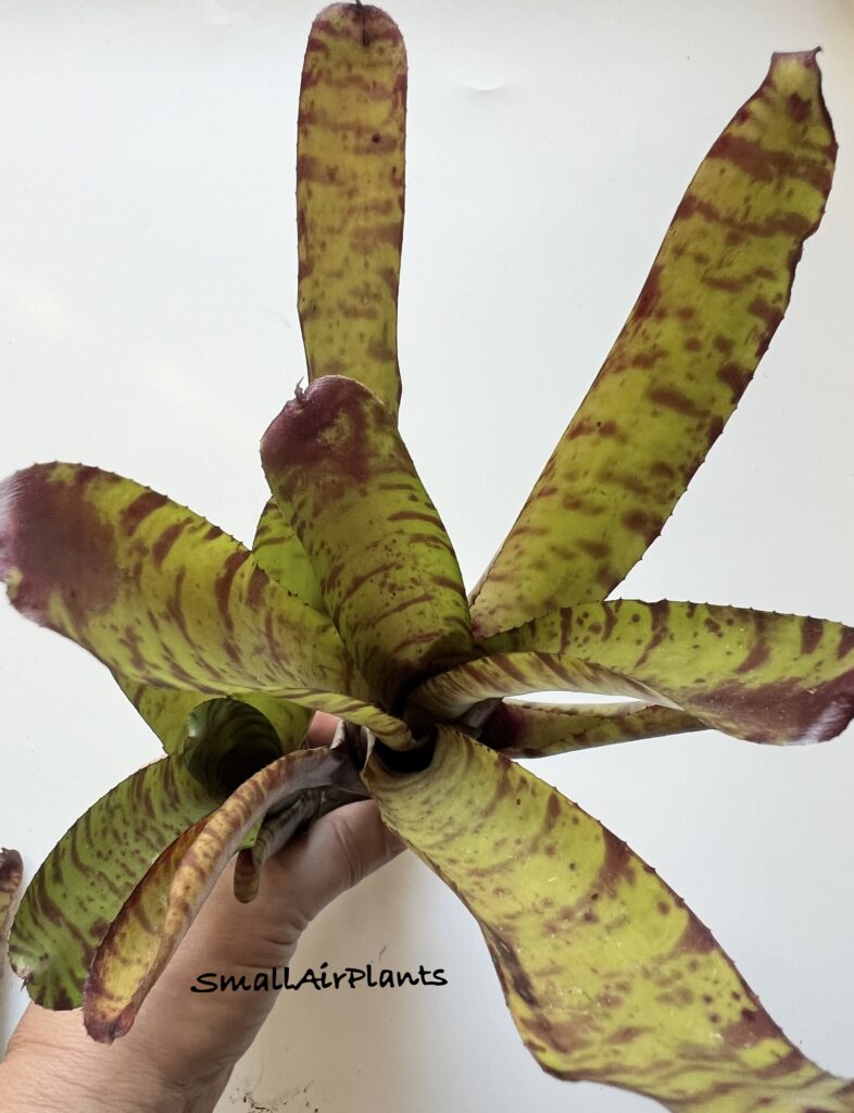Купить «Neoregelia Sodata (?)» в интернет-магазине Smallairplants