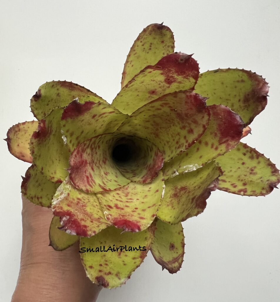 Купить «Neoregelia Spicy» в интернет-магазине Smallairplants
