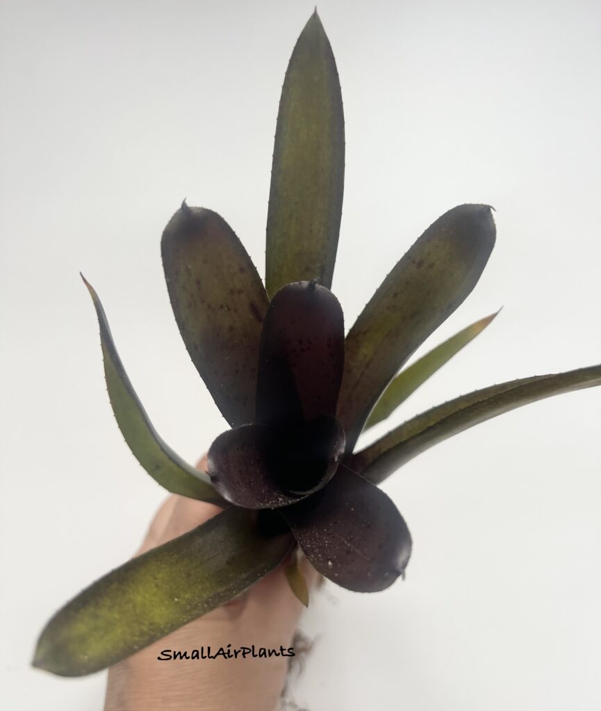 Купить «Neoregelia Tar Baby» в интернет-магазине Smallairplants