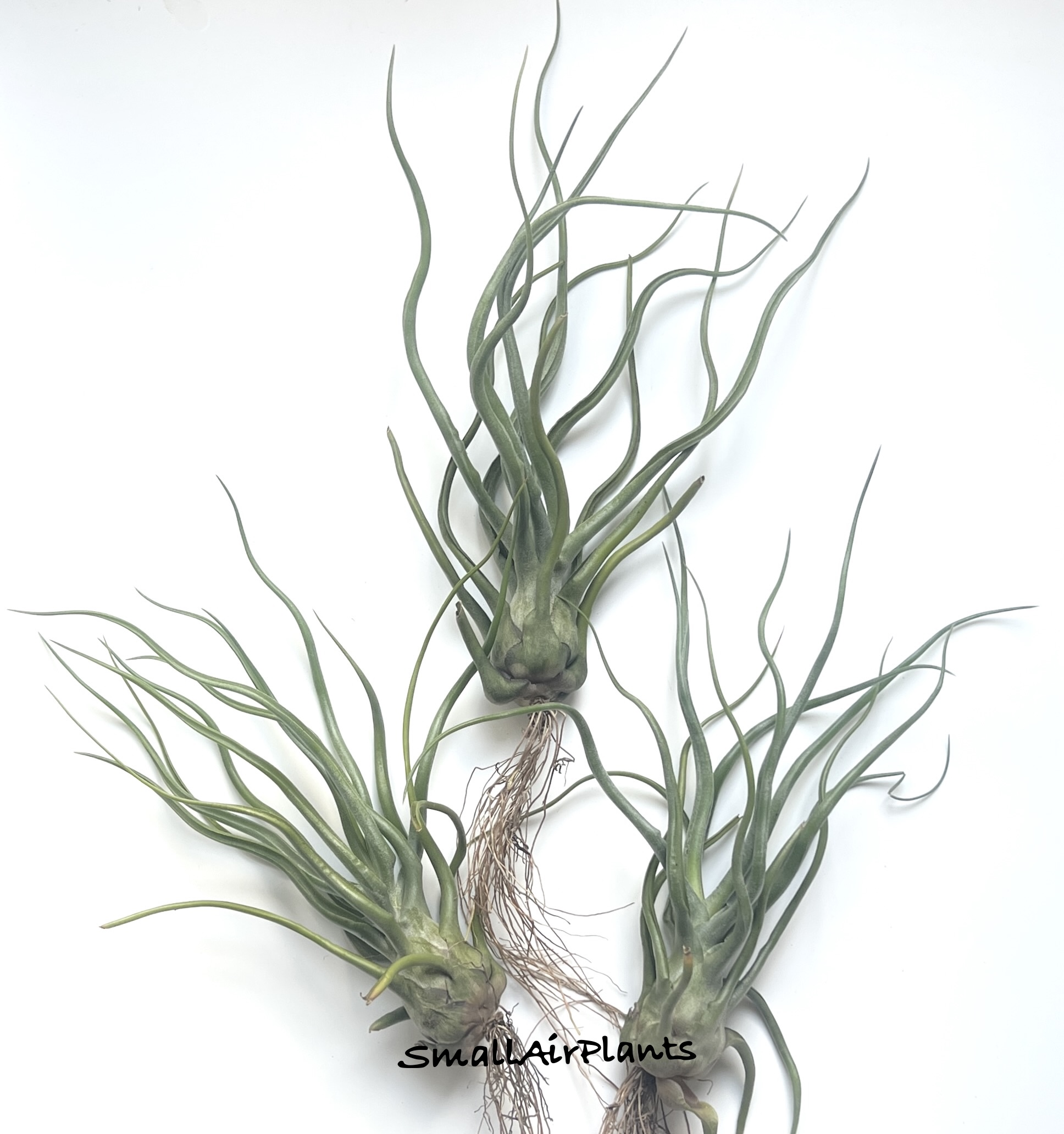 Bulbosa x Xerographica