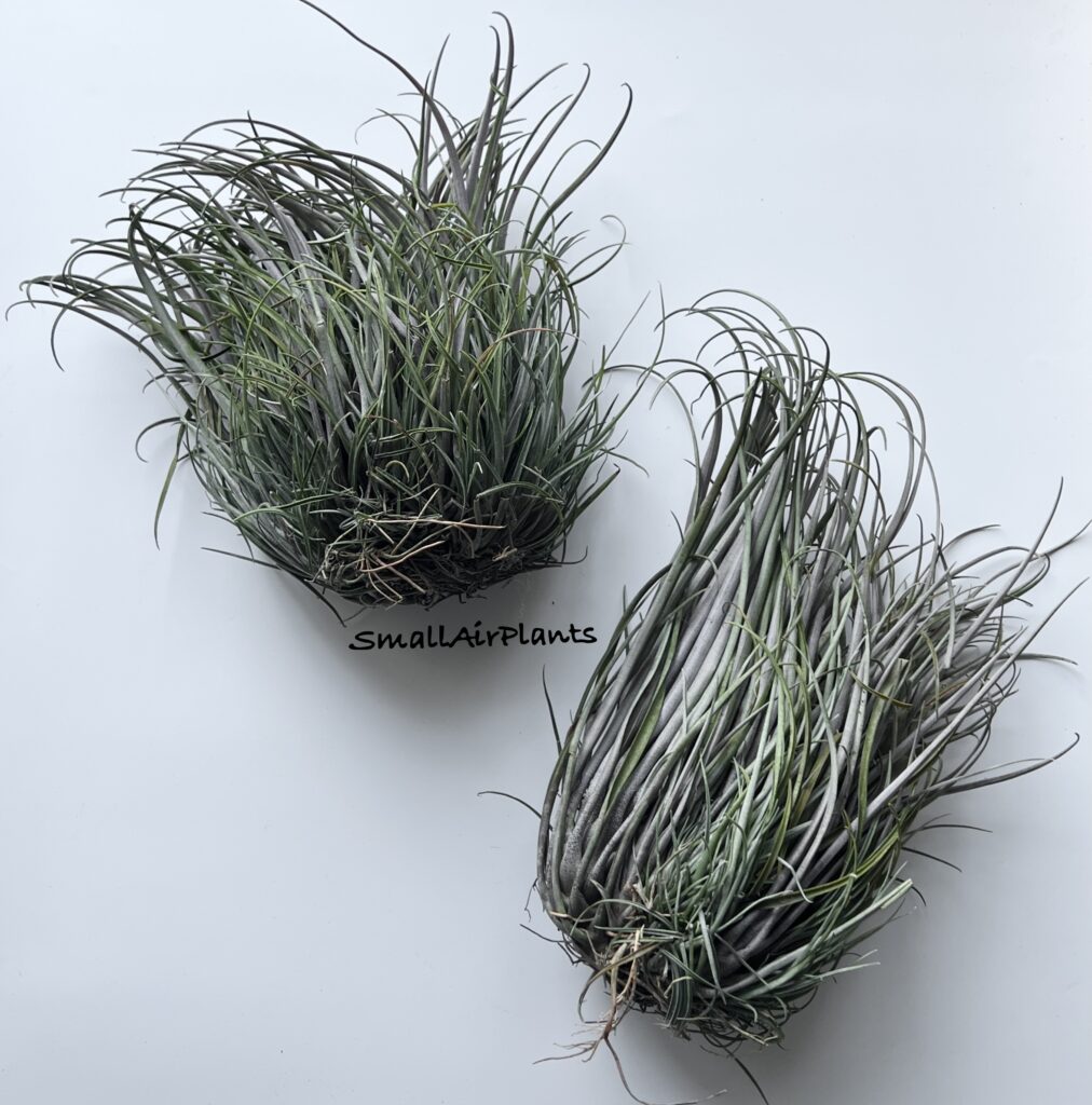 Купить «Capitata Domingensis pulk XL» в интернет-магазине Smallairplants