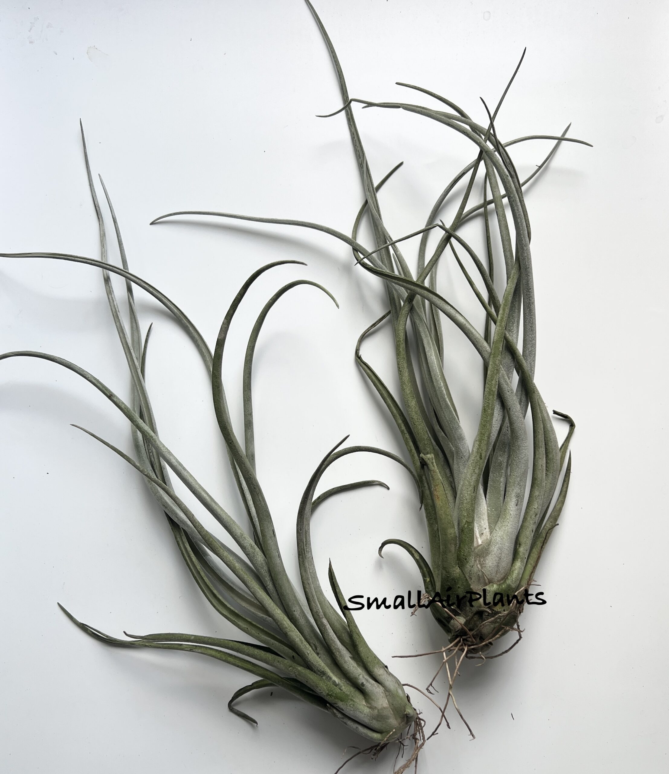 Caput Medusae x Chiapensis
