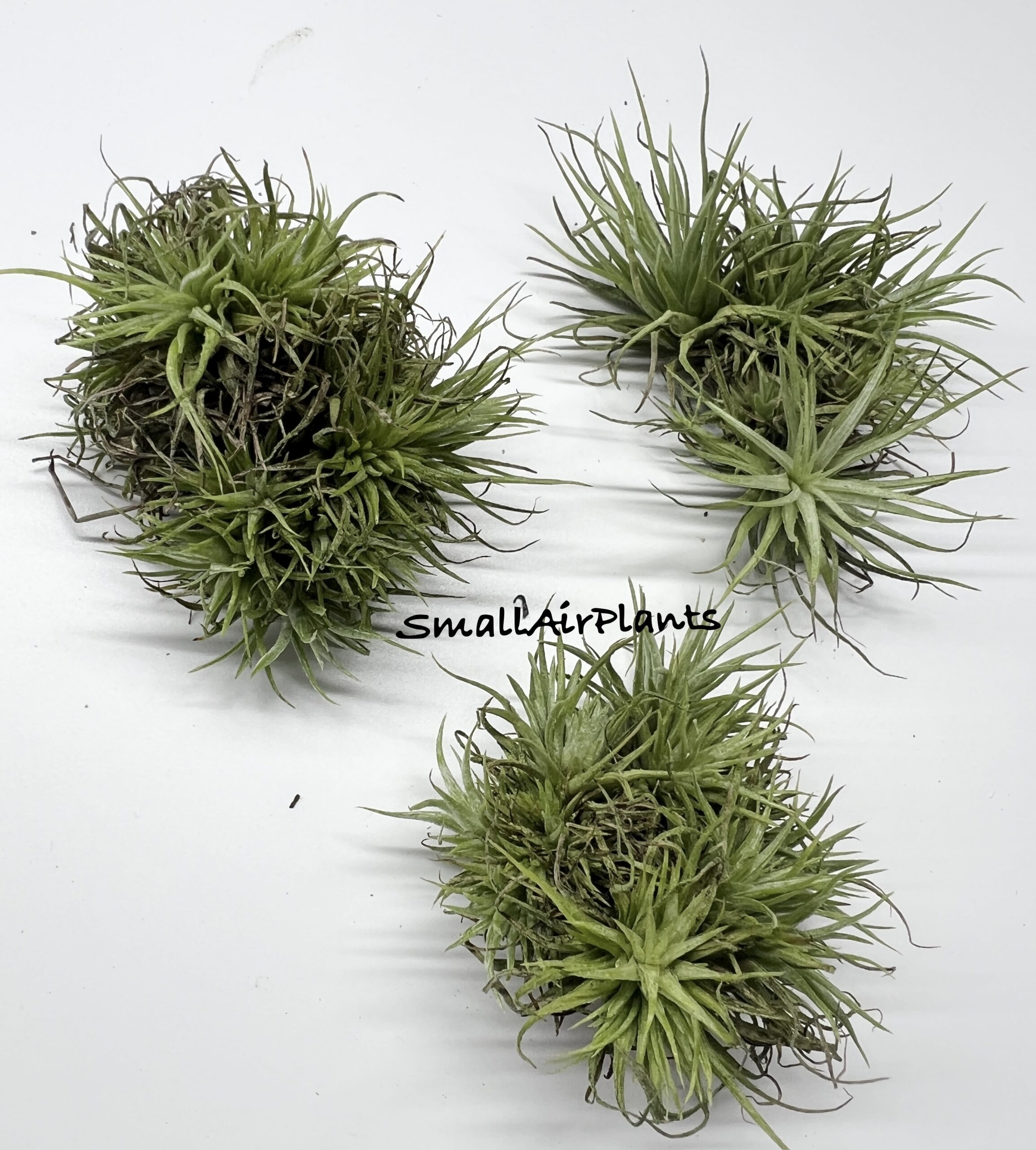 Funckiana x Ionantha seeding