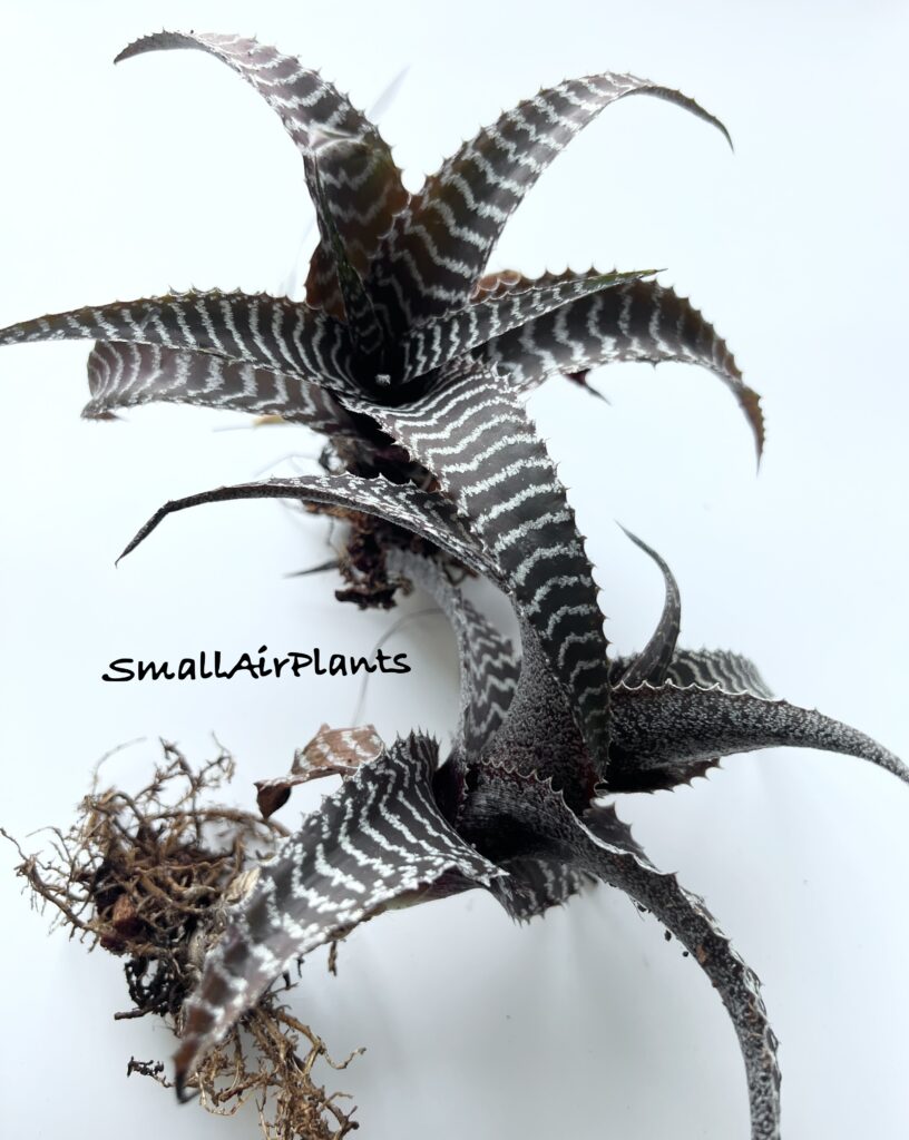 Купить «Orthophytum Gurkenii» в интернет-магазине Smallairplants