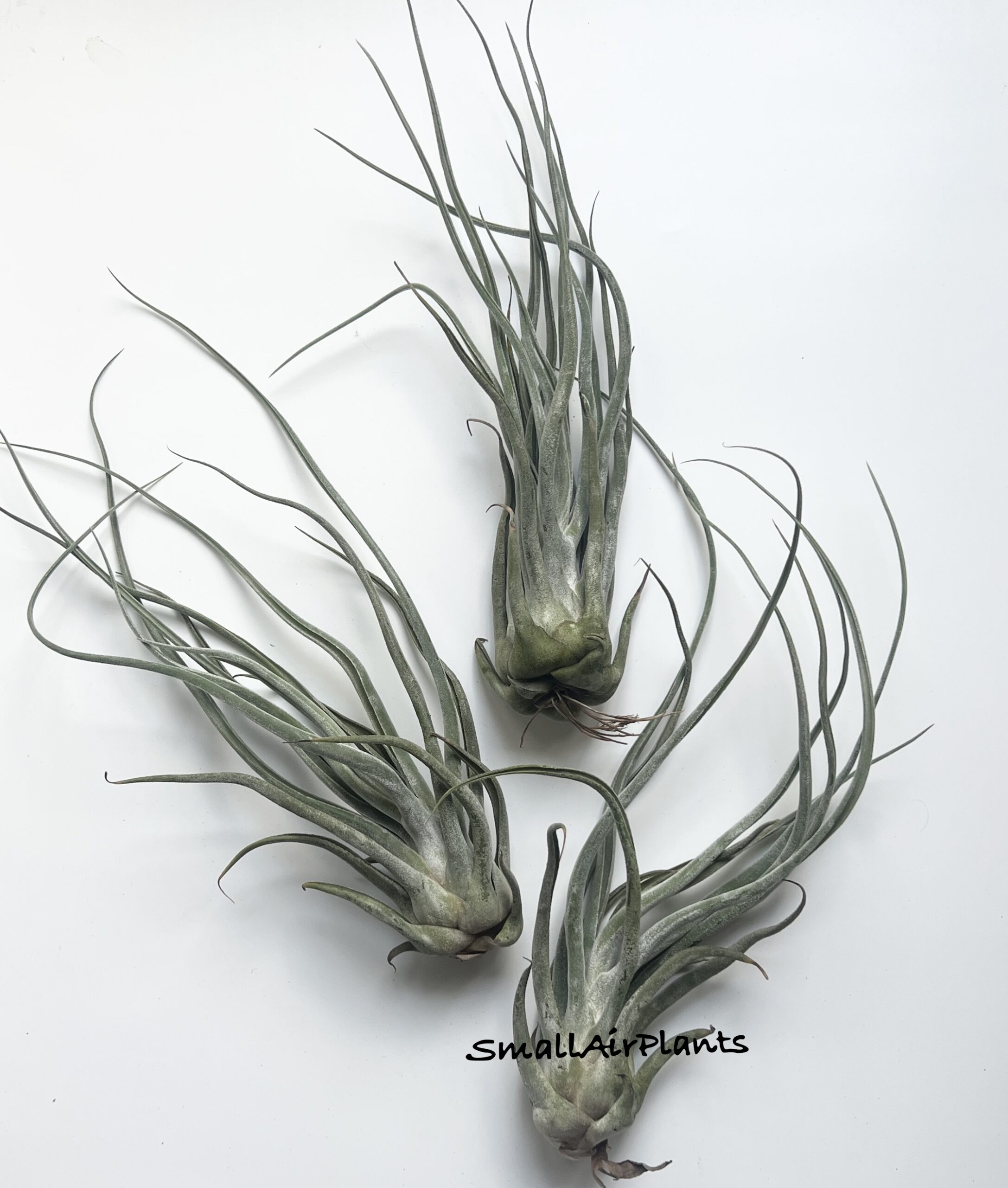 TY  (Ehlersiana x Bulbosa) L