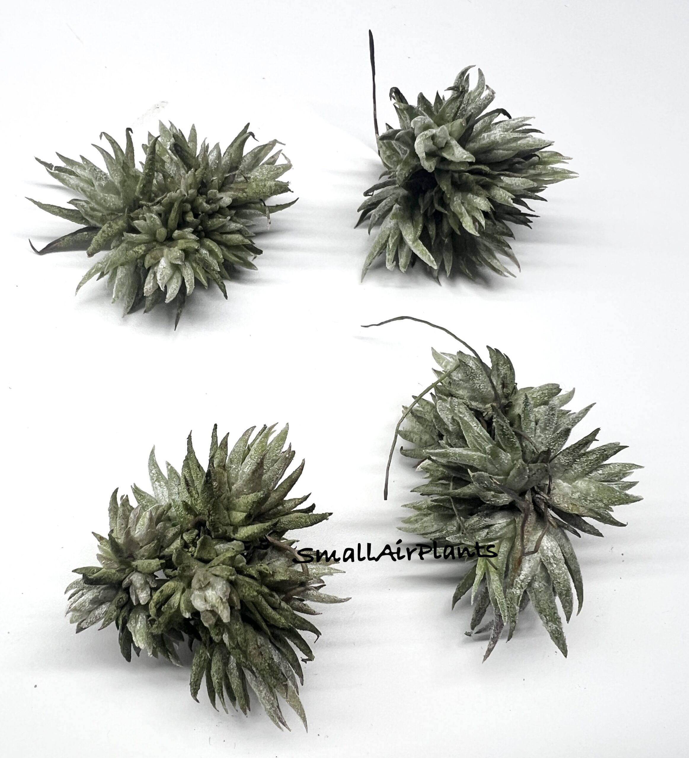 Vanhyningii minor seeding