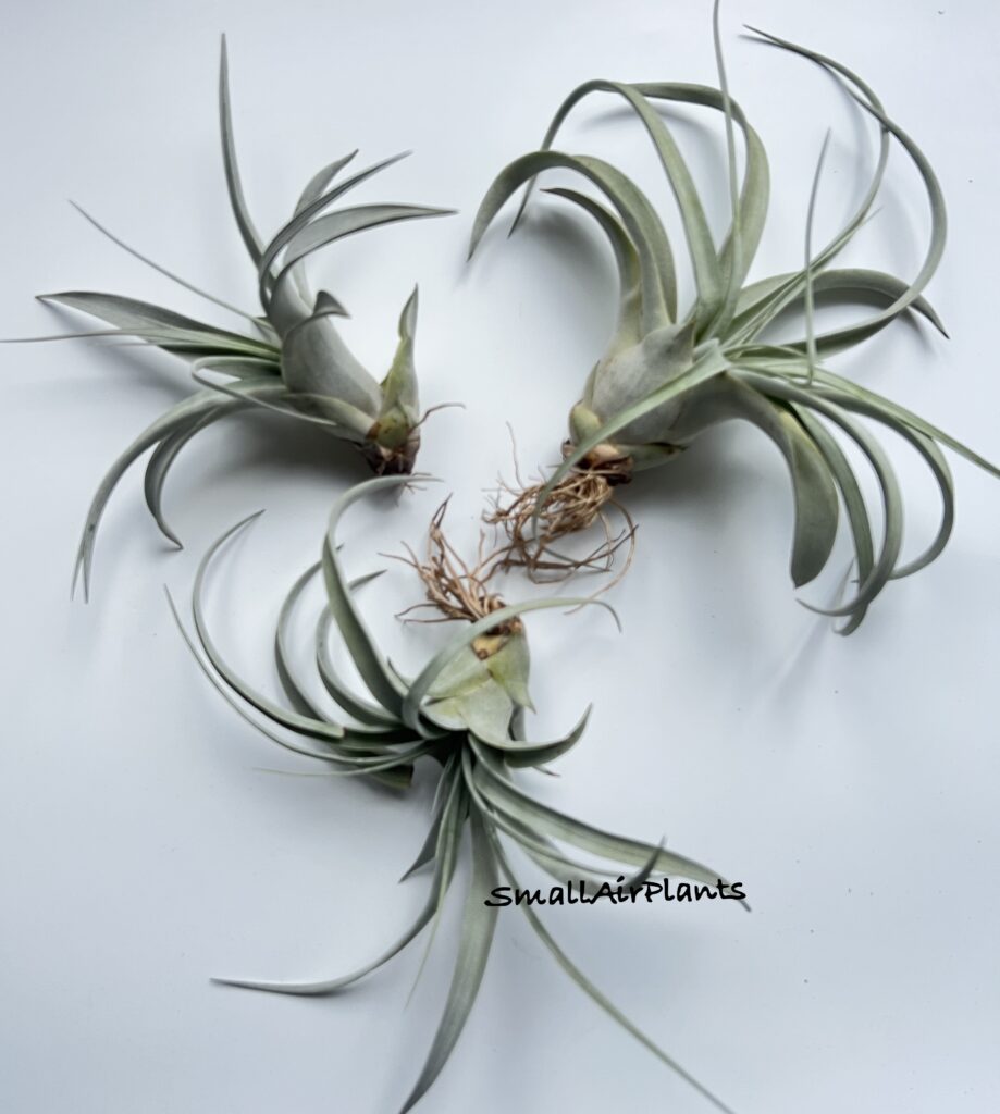 Купить «Xerographica XS pup» в интернет-магазине Smallairplants