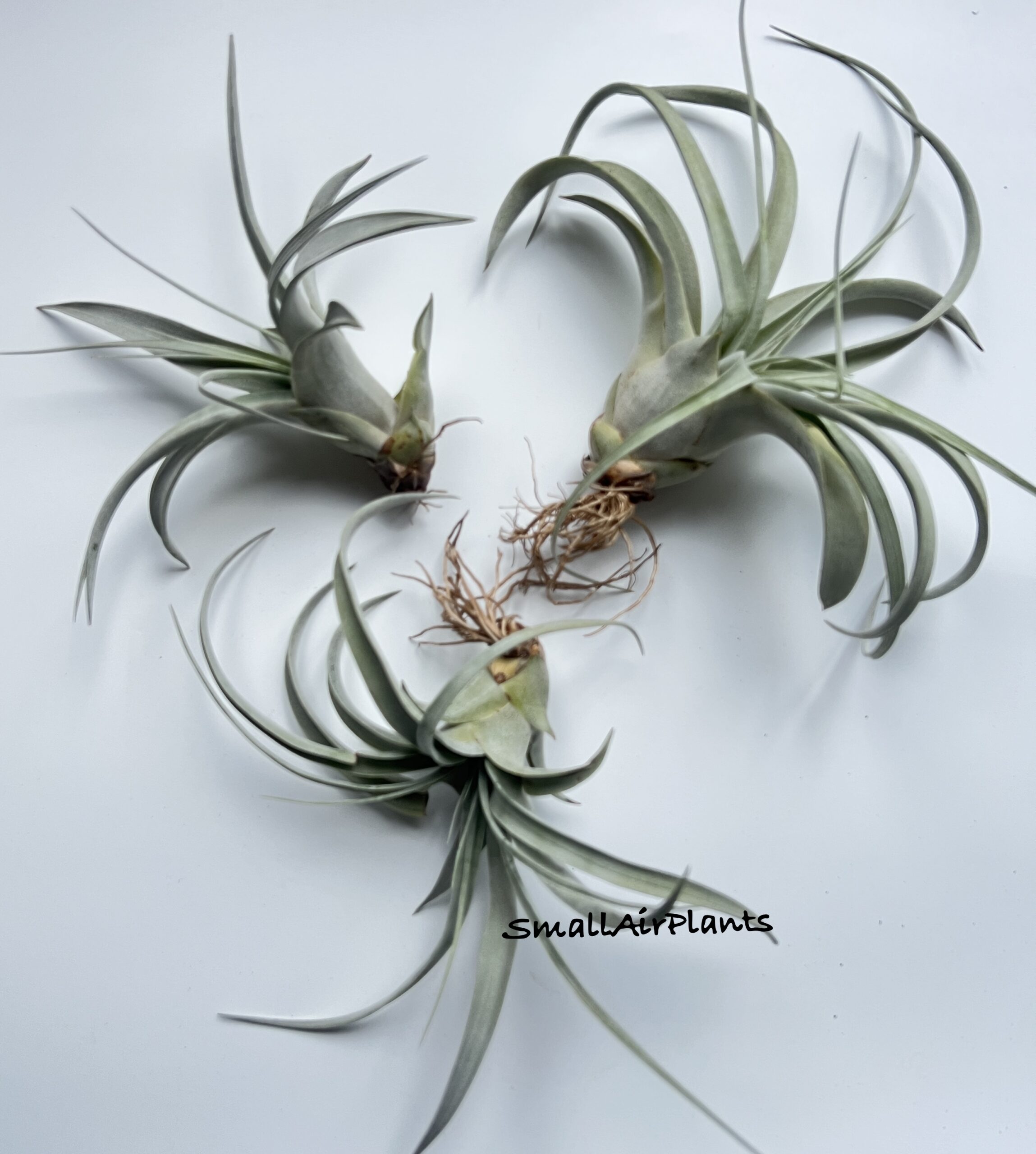 Xerographica XS pup