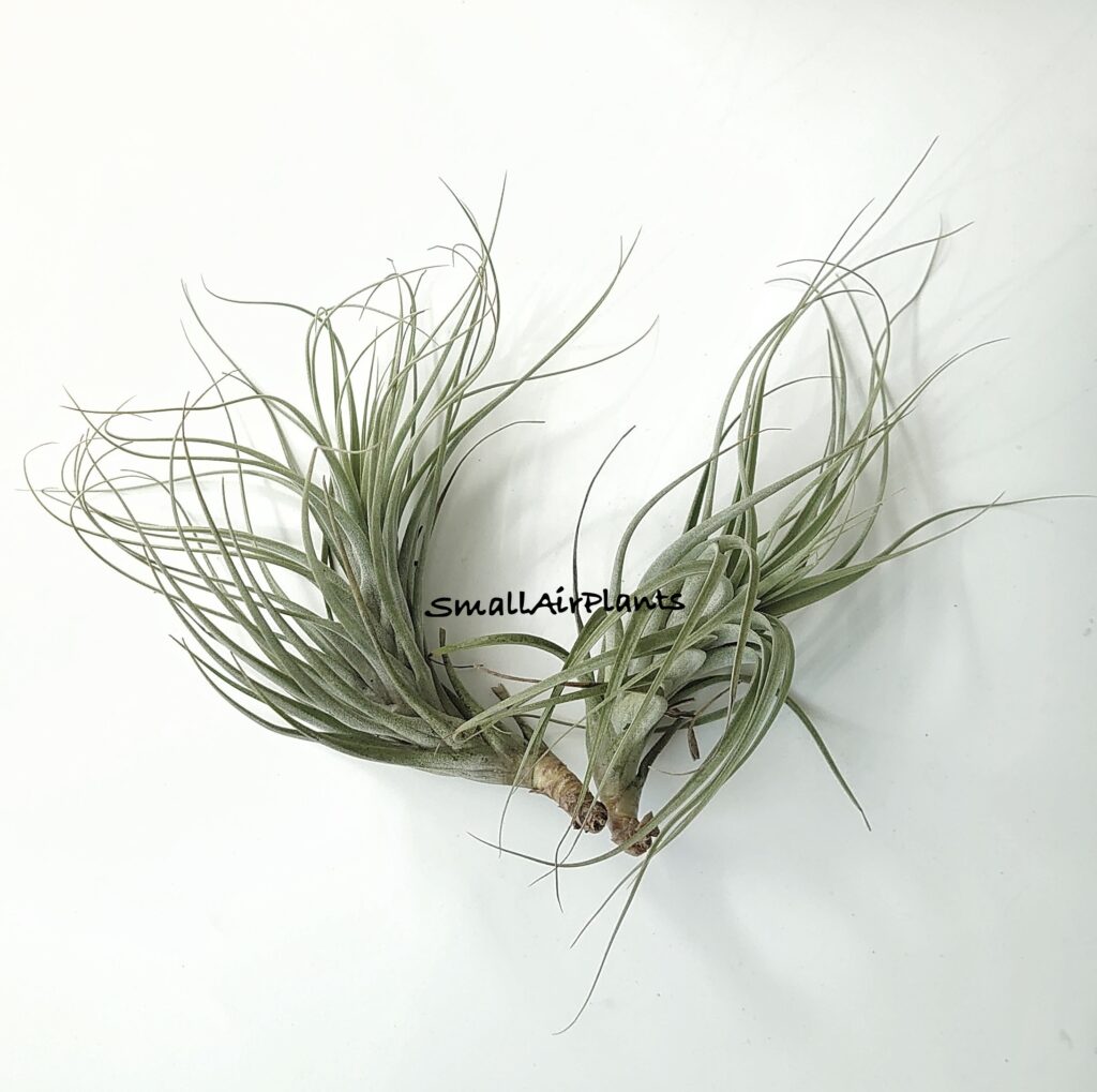 Купить «Albida x Funckiana (Feather Ware)» в интернет-магазине Smallairplants