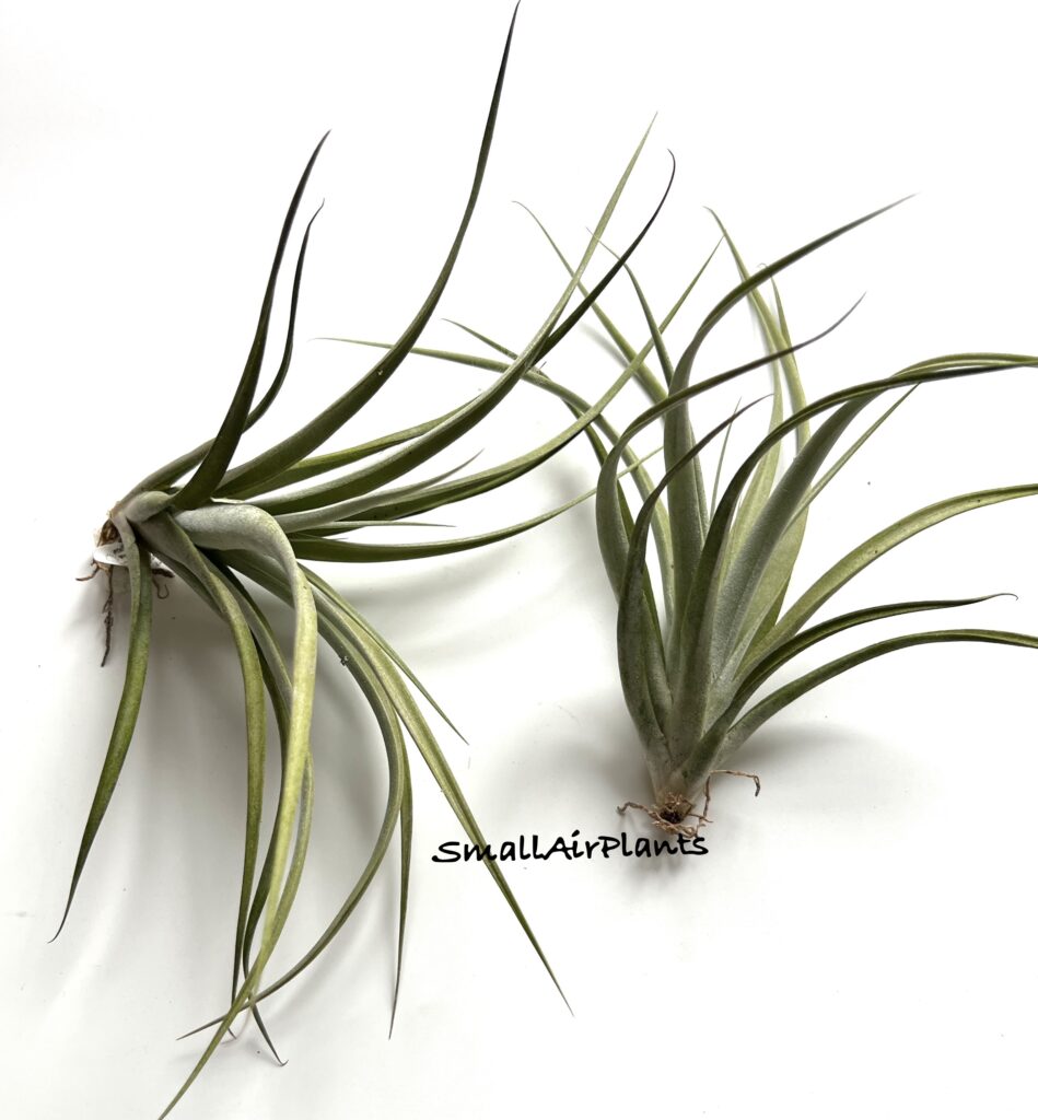 Купить «Elizabethae L» в интернет-магазине Smallairplants