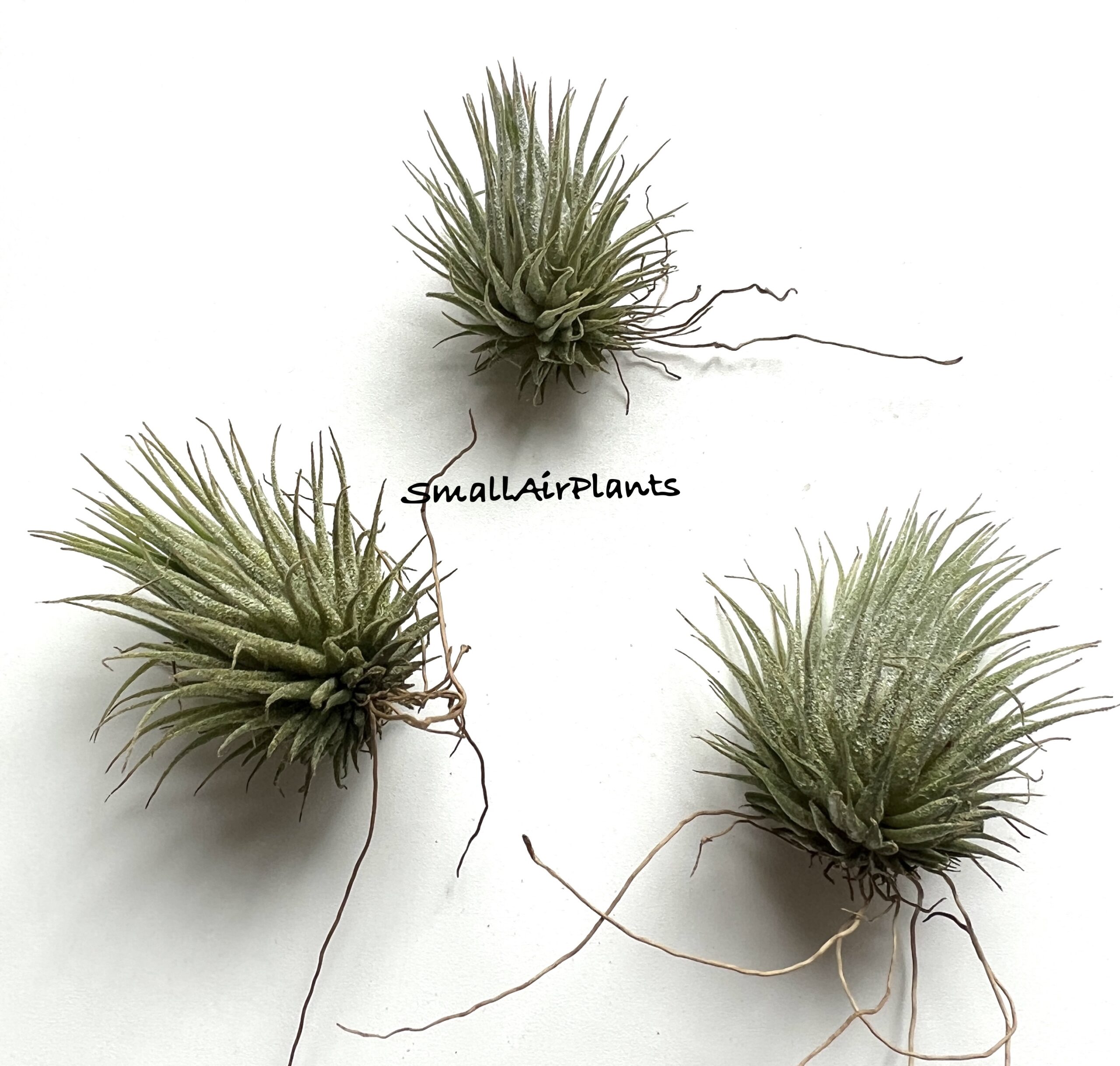 Ionantha Hazelnut