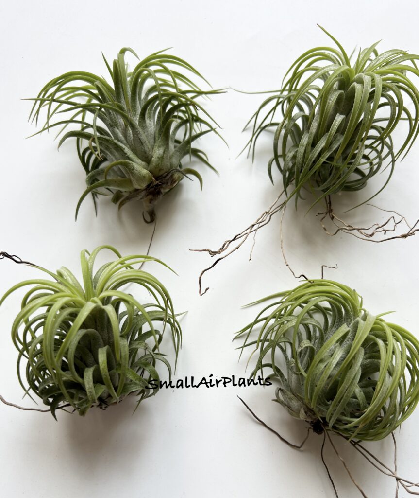 Купить «Ionantha Peach Thai» в интернет-магазине Smallairplants