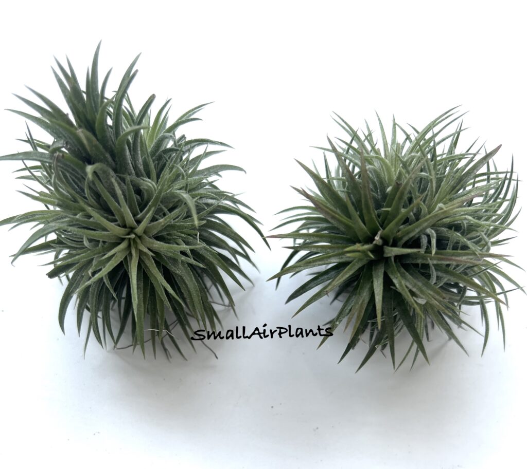 Купить «Ionantha Pleiades pulk» в интернет-магазине Smallairplants