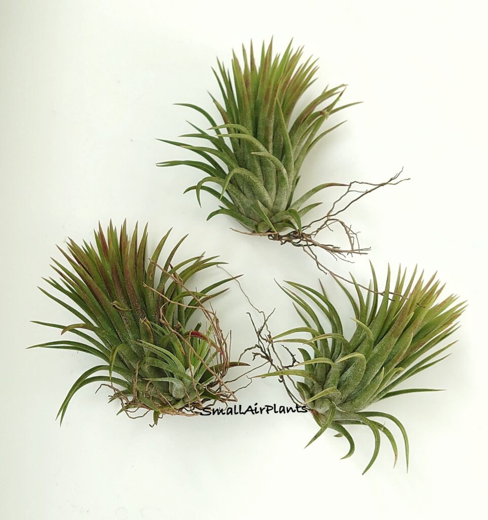 Купить «Ionantha Thick Leaf» в интернет-магазине Smallairplants