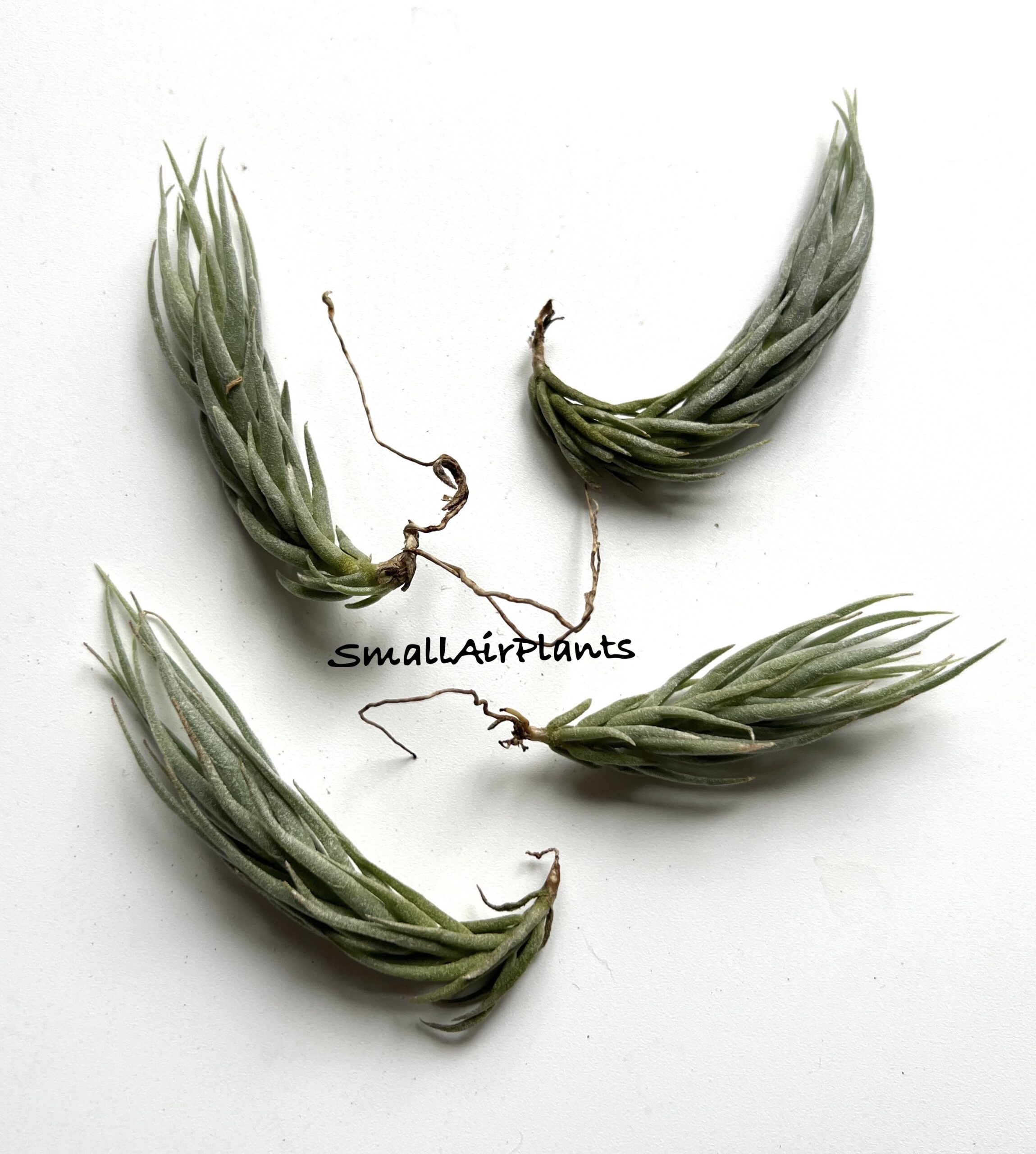 Kirschneckii