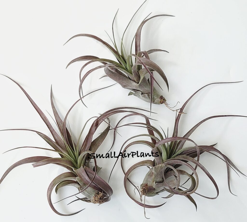 Купить «Love Knot  M (capitata x streptophylla)» в интернет-магазине Smallairplants