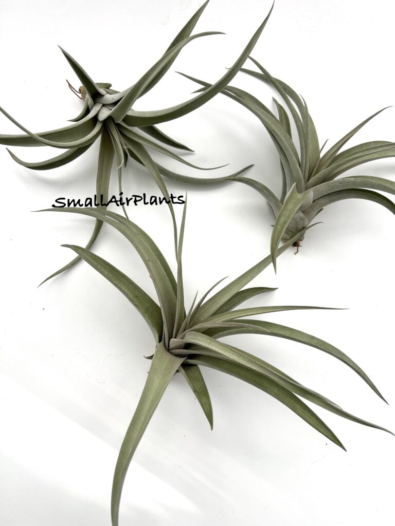 Купить «Majestic M (Chiapensis x Concolor)» в интернет-магазине Smallairplants