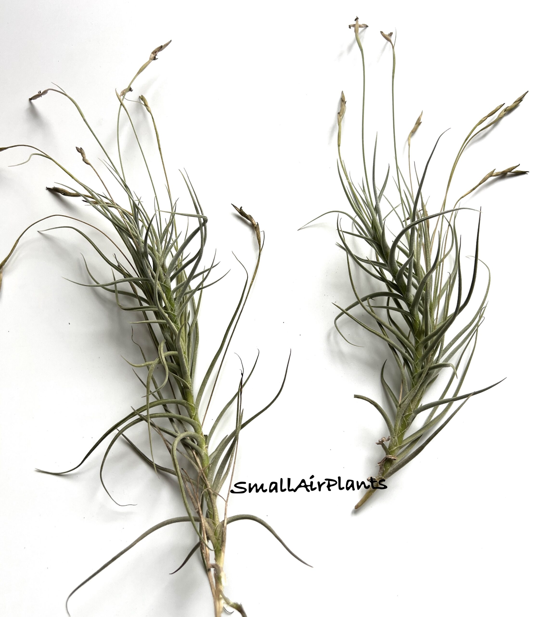 Holm’s Malleginosa (Caliginosa x Mallemonti)