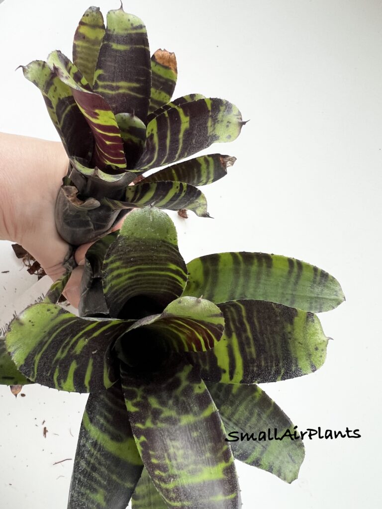 Купить «Neoregelia Savoy Truffel» в интернет-магазине Smallairplants