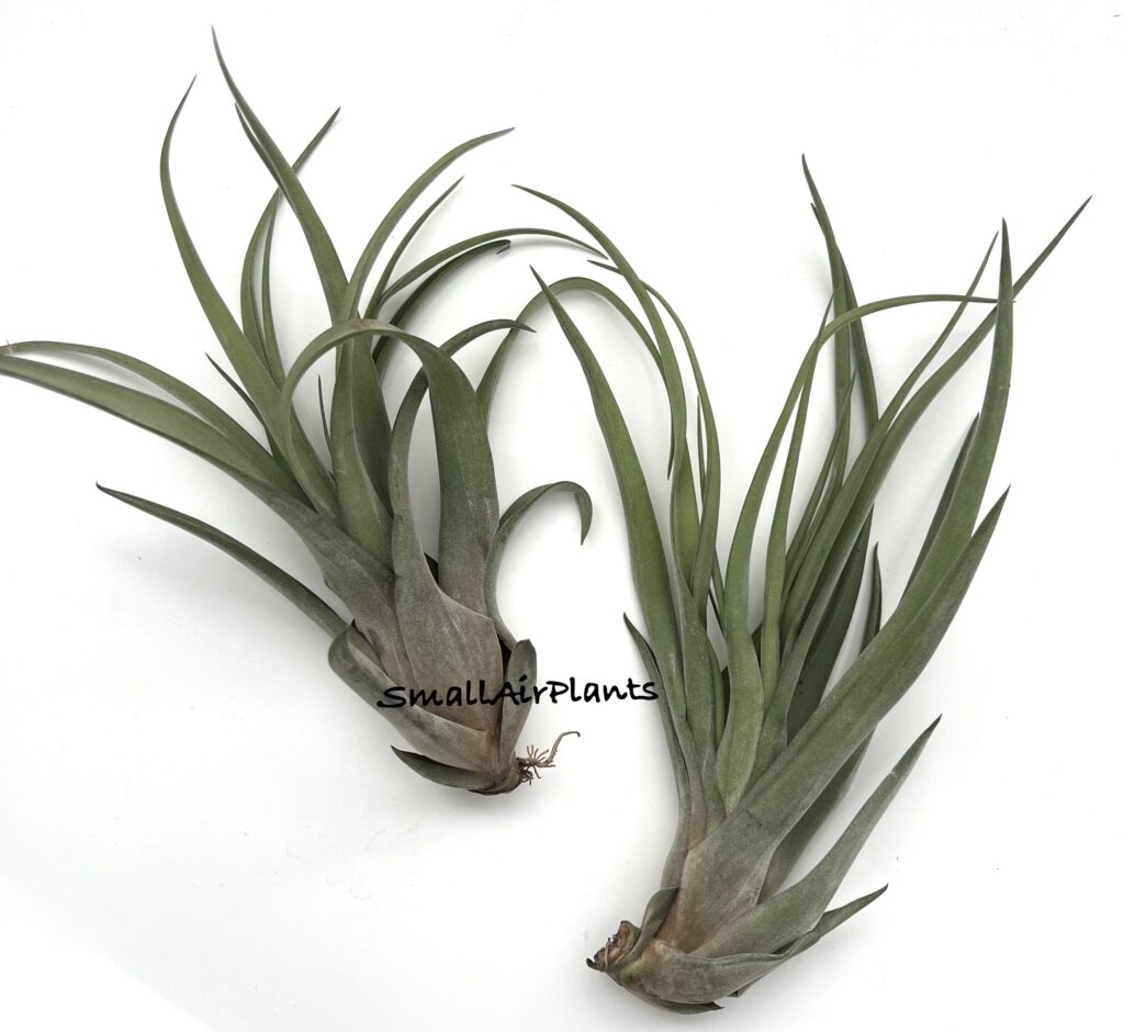 Купить «Novakii x Streptophylla L» в интернет-магазине Smallairplants