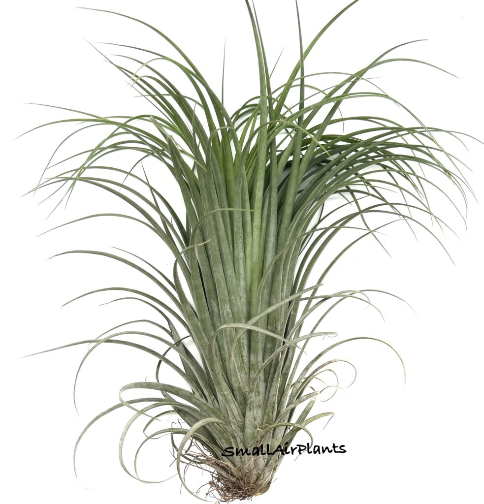 Купить «Roland-gosselini x Ionantha XL» в интернет-магазине Smallairplants