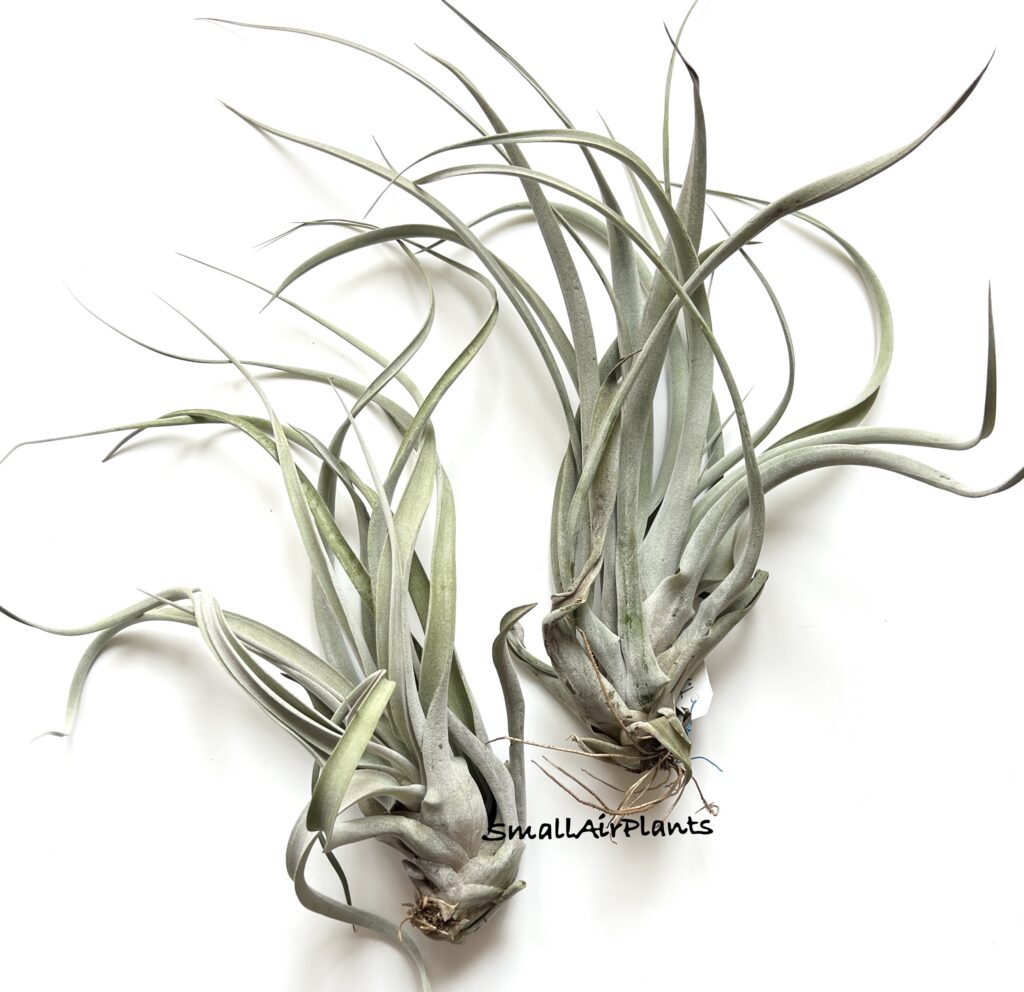Купить «Xerographica x Chiapensis (Silverado)» в интернет-магазине Smallairplants
