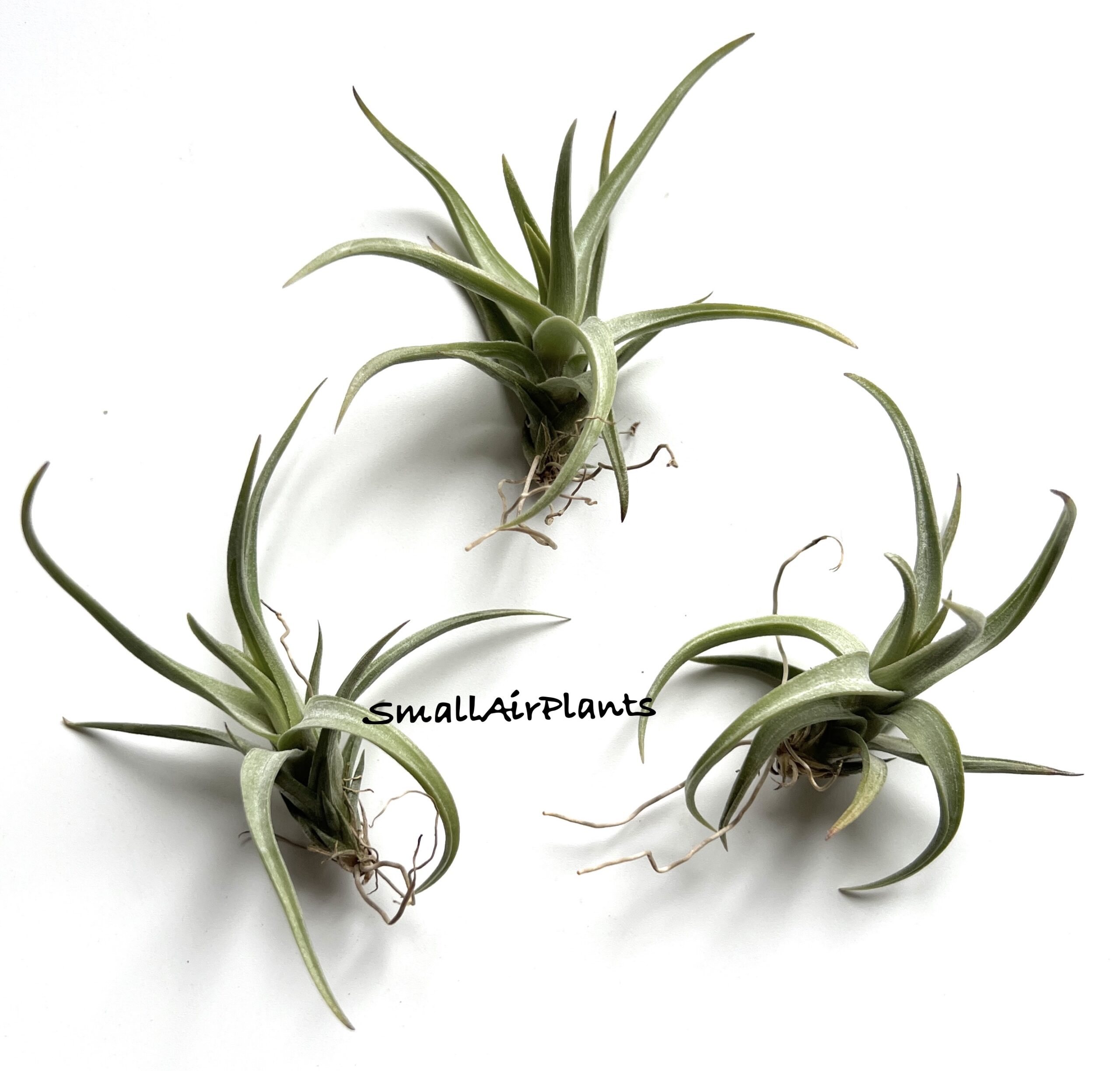 Xiphioides M