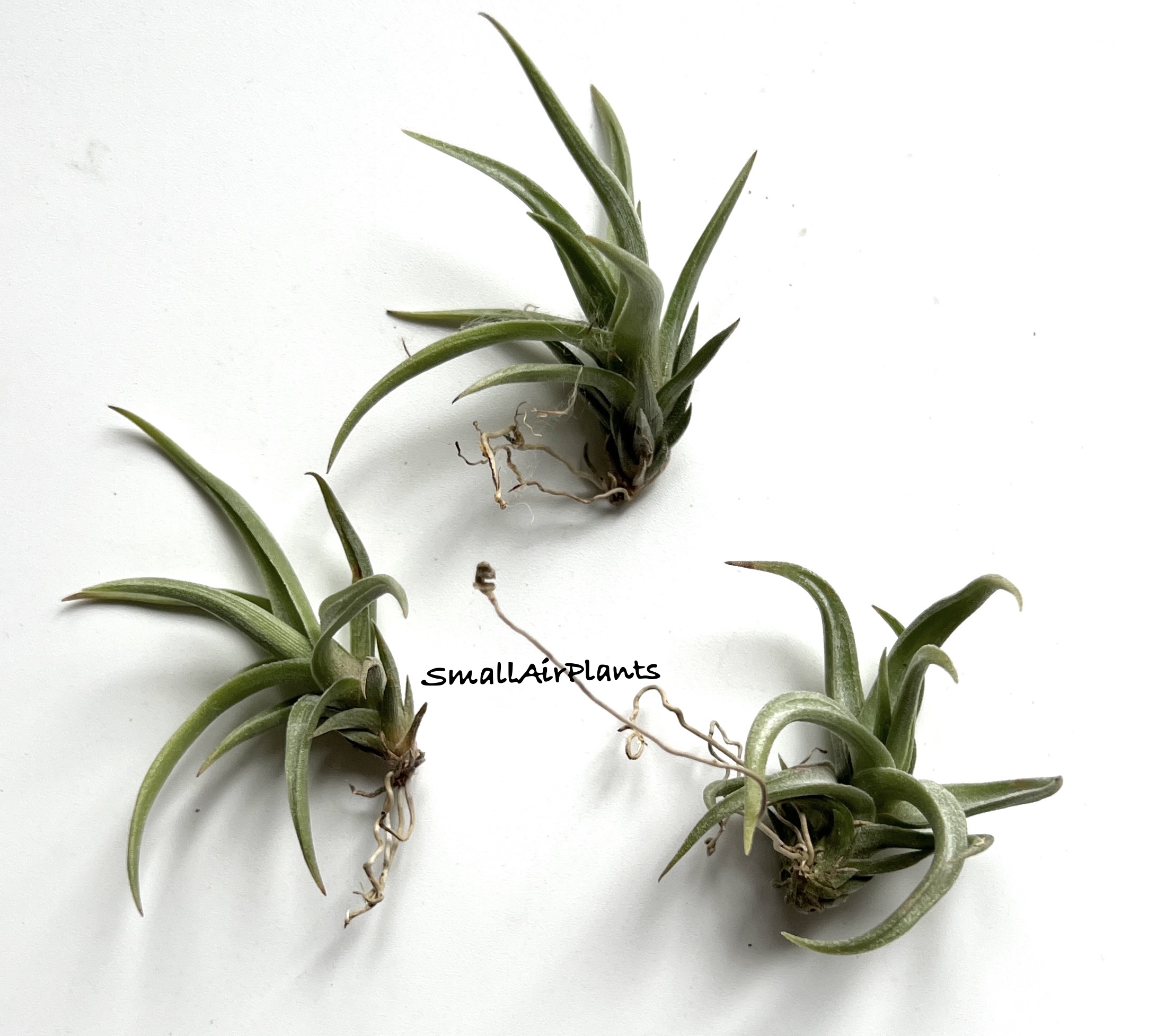 Xiphioides S