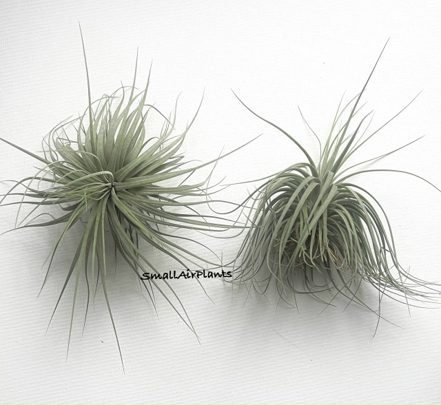 Купить «Double Ruth L» в интернет-магазине Smallairplants