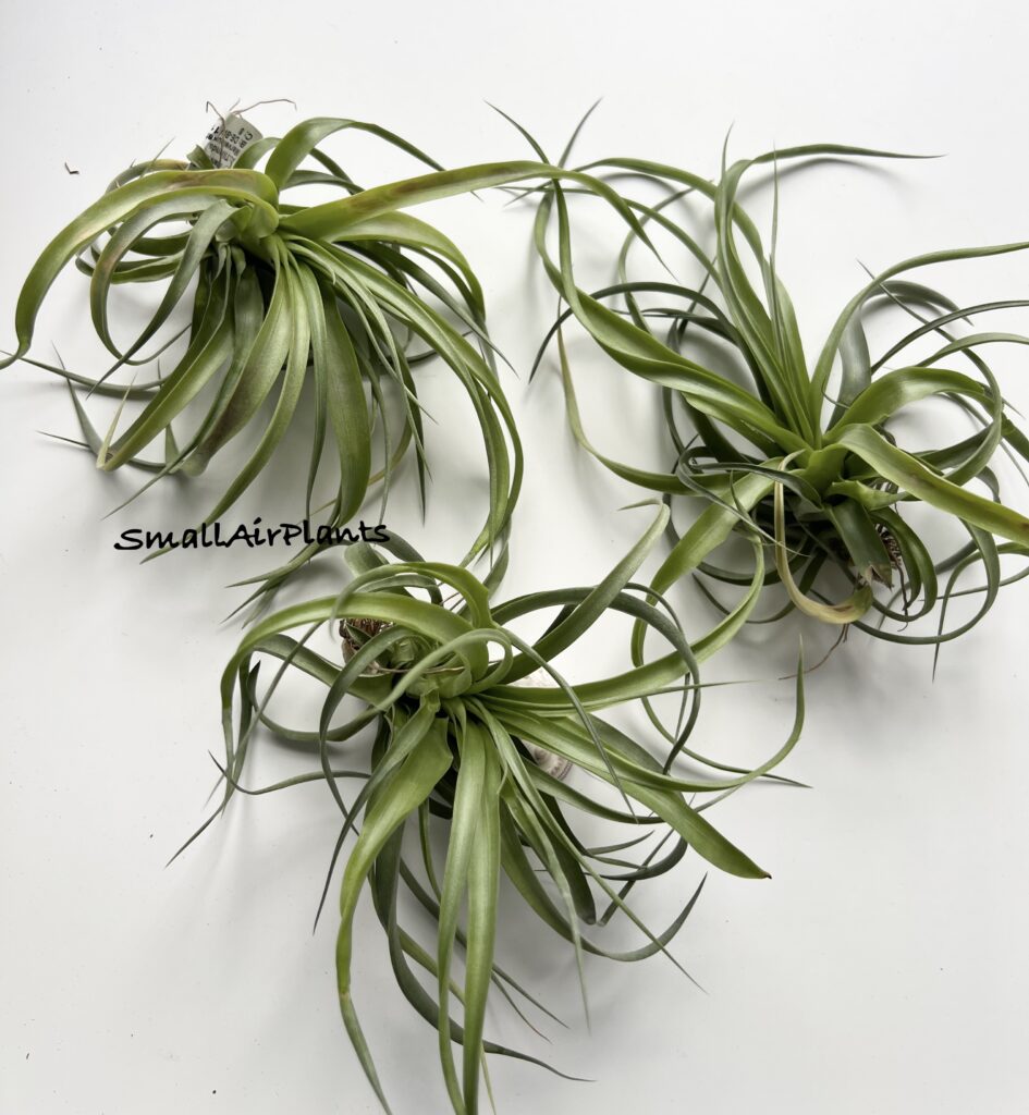Купить «Marvelous Masterpiece S (Rothii x Brachycaulos)» в интернет-магазине Smallairplants