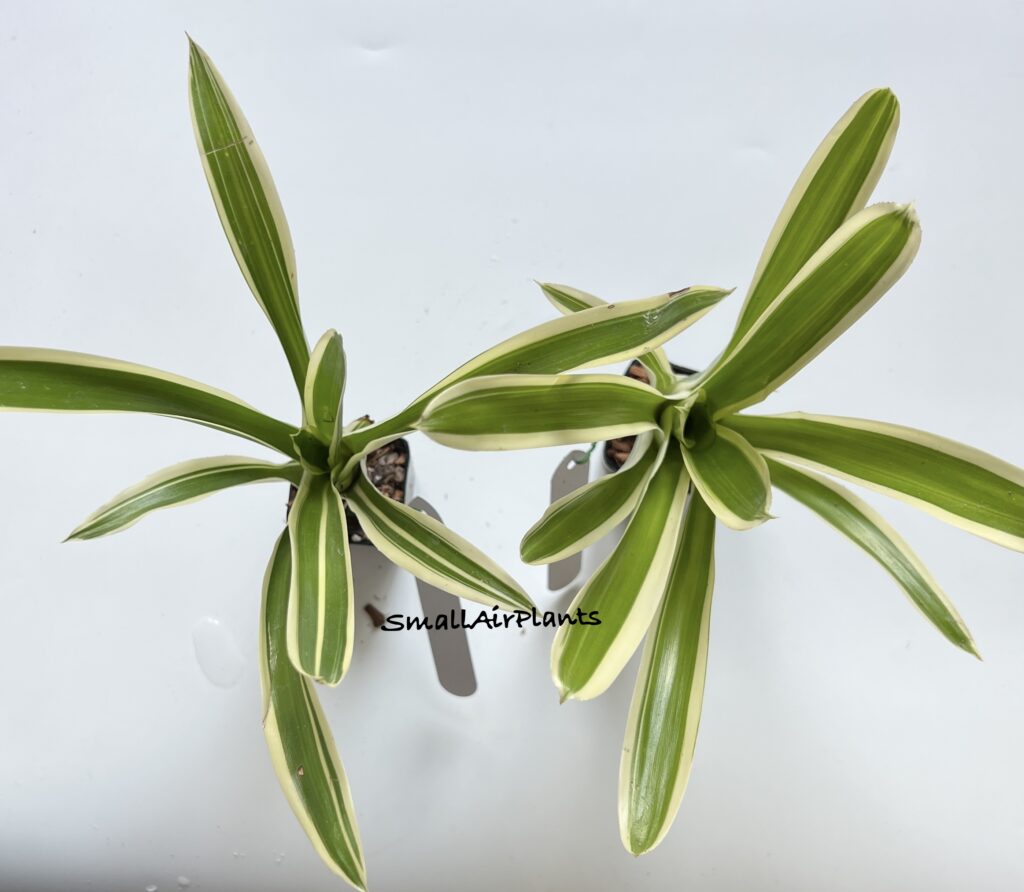 Купить «Aechmea Gamosepala Lucky Stripe» в интернет-магазине Smallairplants