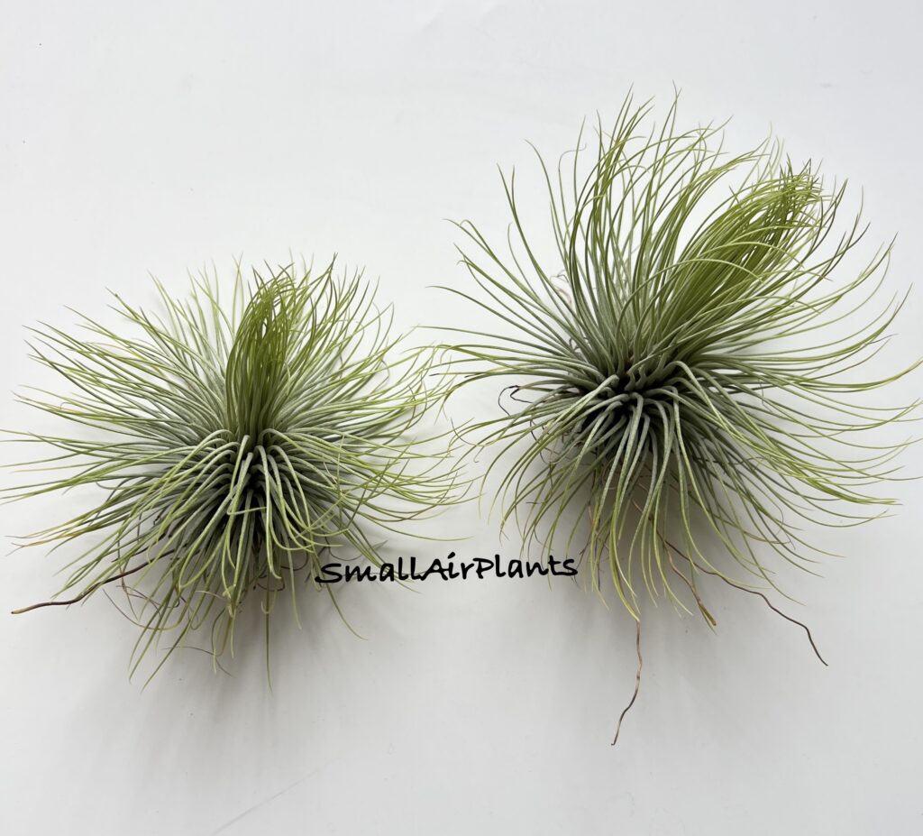 Купить «Andreana XL» в интернет-магазине Smallairplants