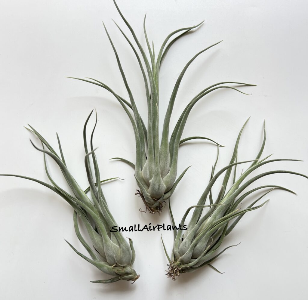 Купить «Bishop John Fisher (seleriana x caput-medusae)» в интернет-магазине Smallairplants