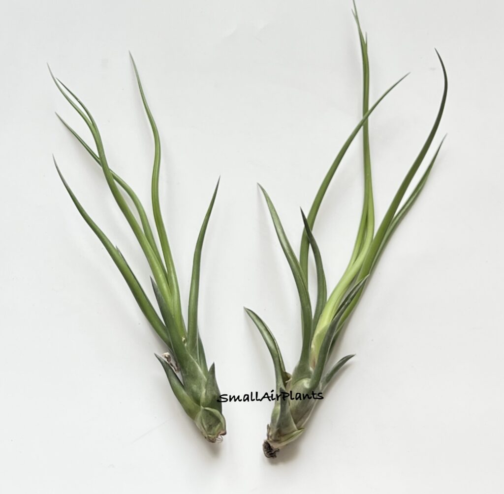 Купить «Brachycaulos x Bulbosa» в интернет-магазине Smallairplants