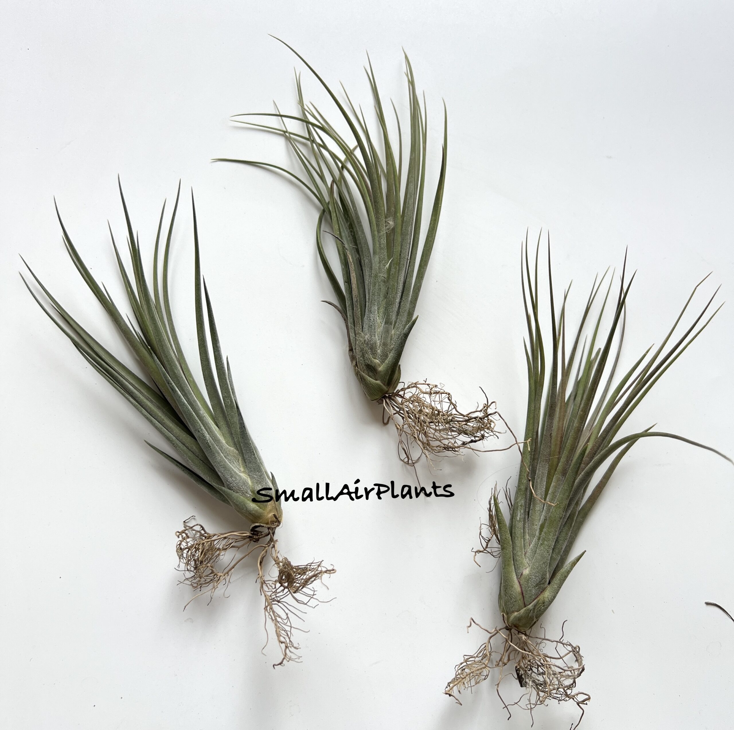 Concolor x Ionantha Fuego