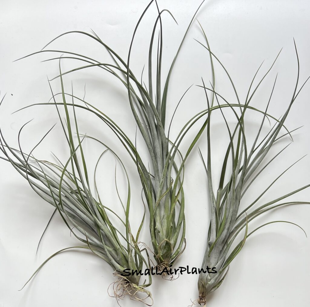Купить «Dasylirifolia» в интернет-магазине Smallairplants