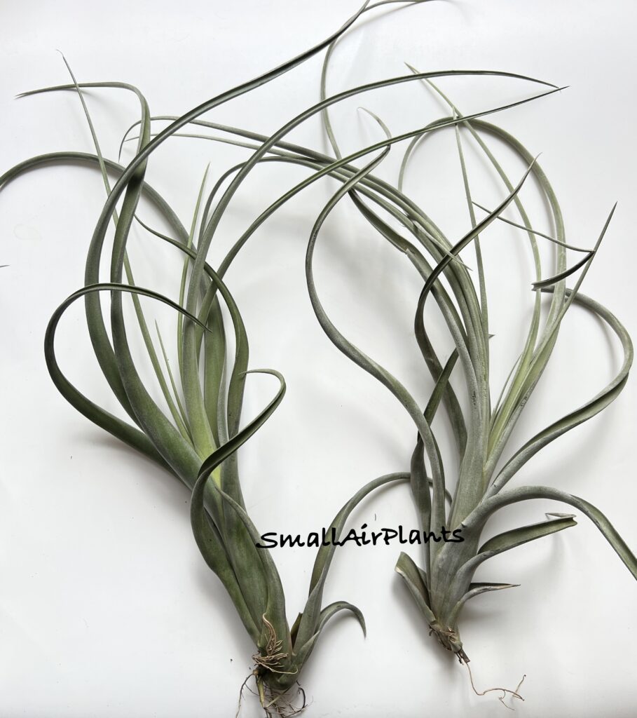 Купить «Flexuosa Giant x Intermedia» в интернет-магазине Smallairplants