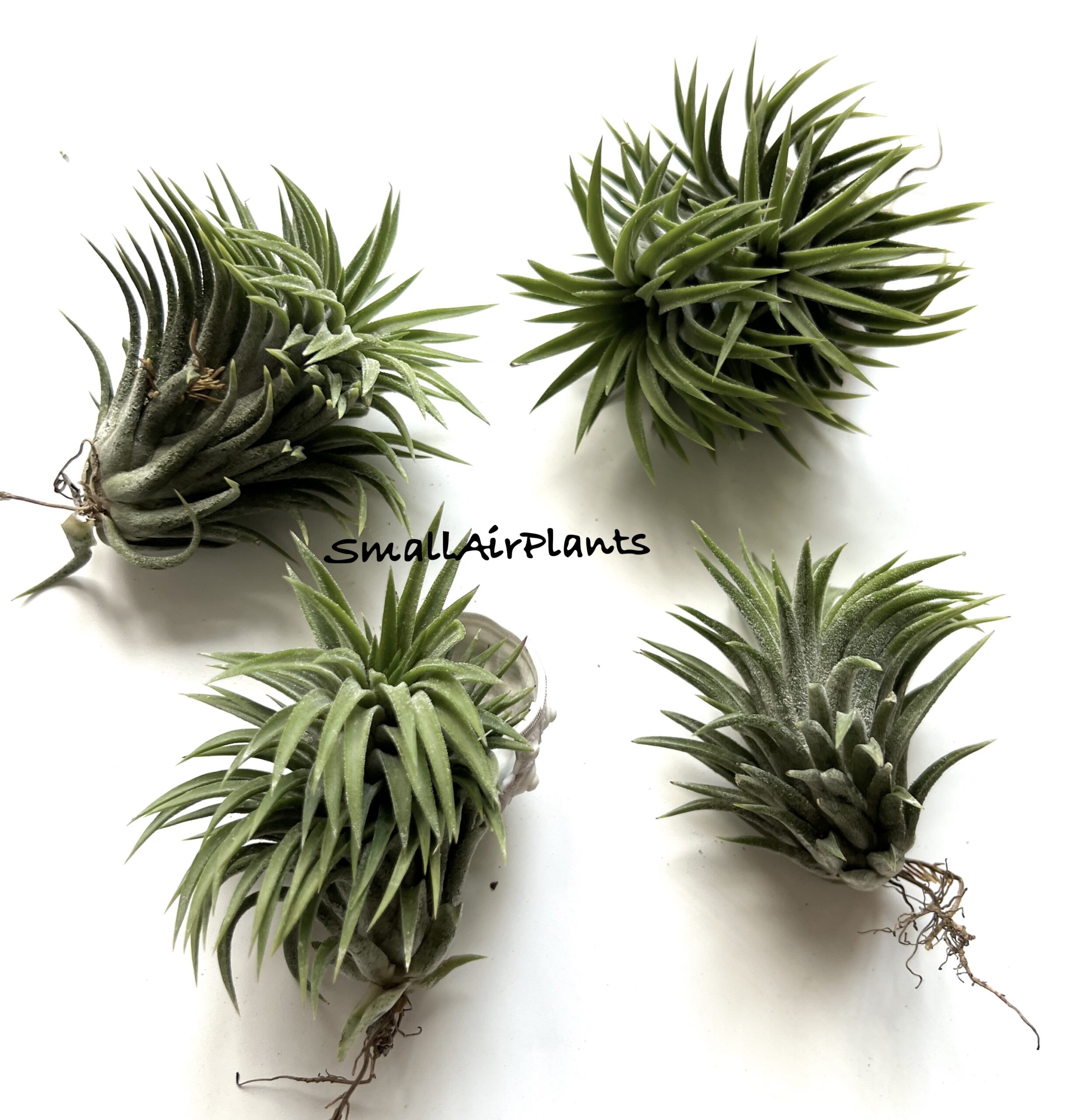 Ionantha Huamelula thick leaf